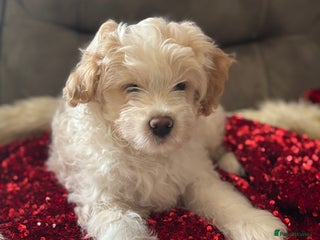 Mixed Breed dogs Peke-a-Chon puppies 🐶 - Advert 1