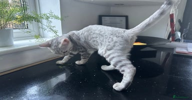 Bengal cats - Advert 12