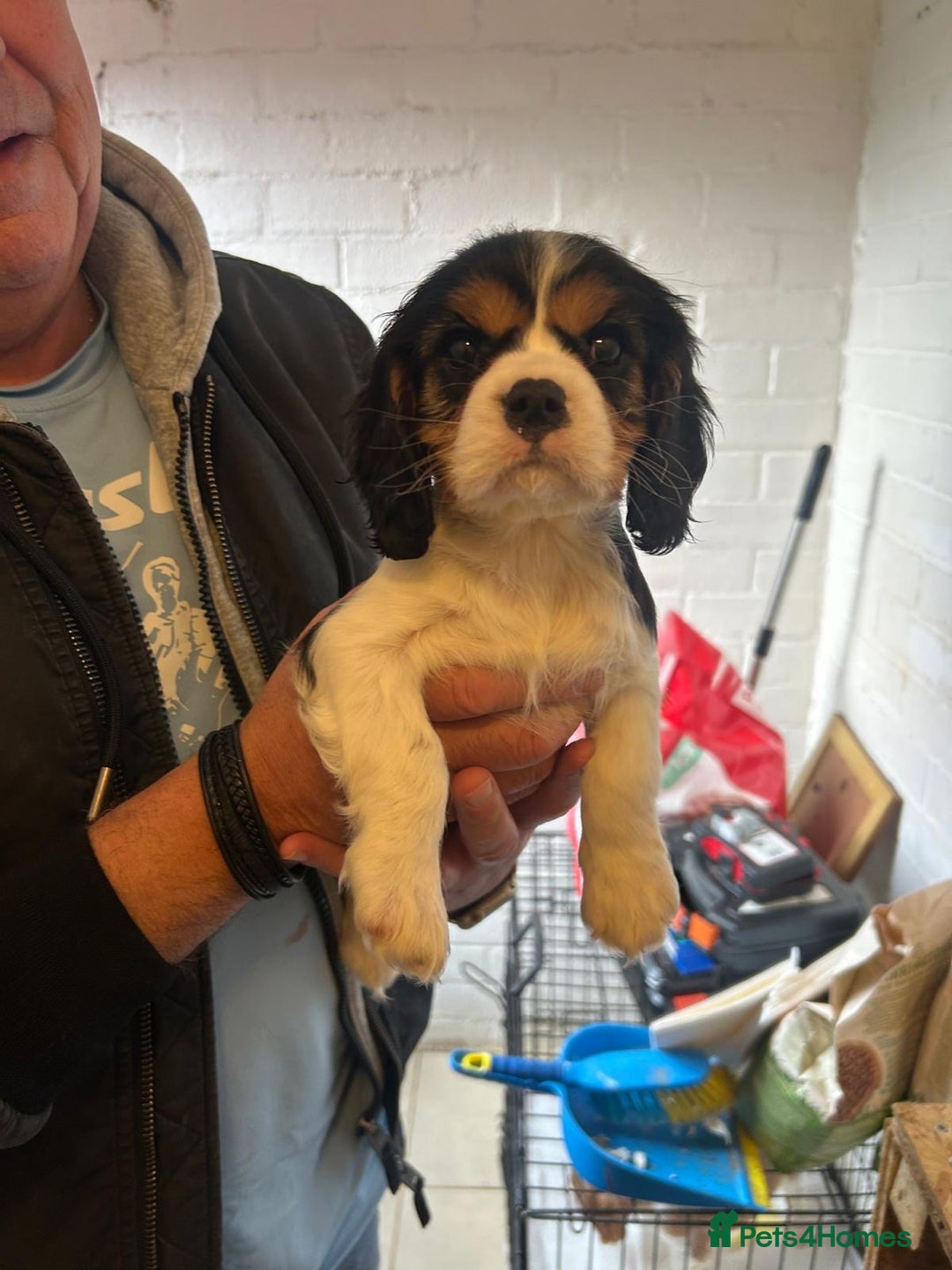 Cavalier King Charles Spaniel dogs for sale: cavalier king charles - Advert 1