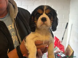 Cavalier King Charles Spaniel dogs cavalier king charles - Advert 5