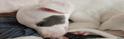 Whippet dogs for sale: Heart and DNA tested Blue Parti Whippet Puppies. - Advert 6