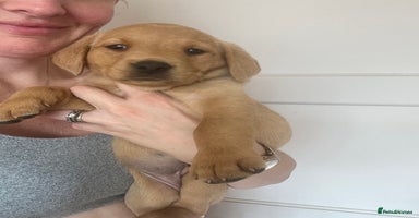 Labrador Retriever dogs - Advert 12