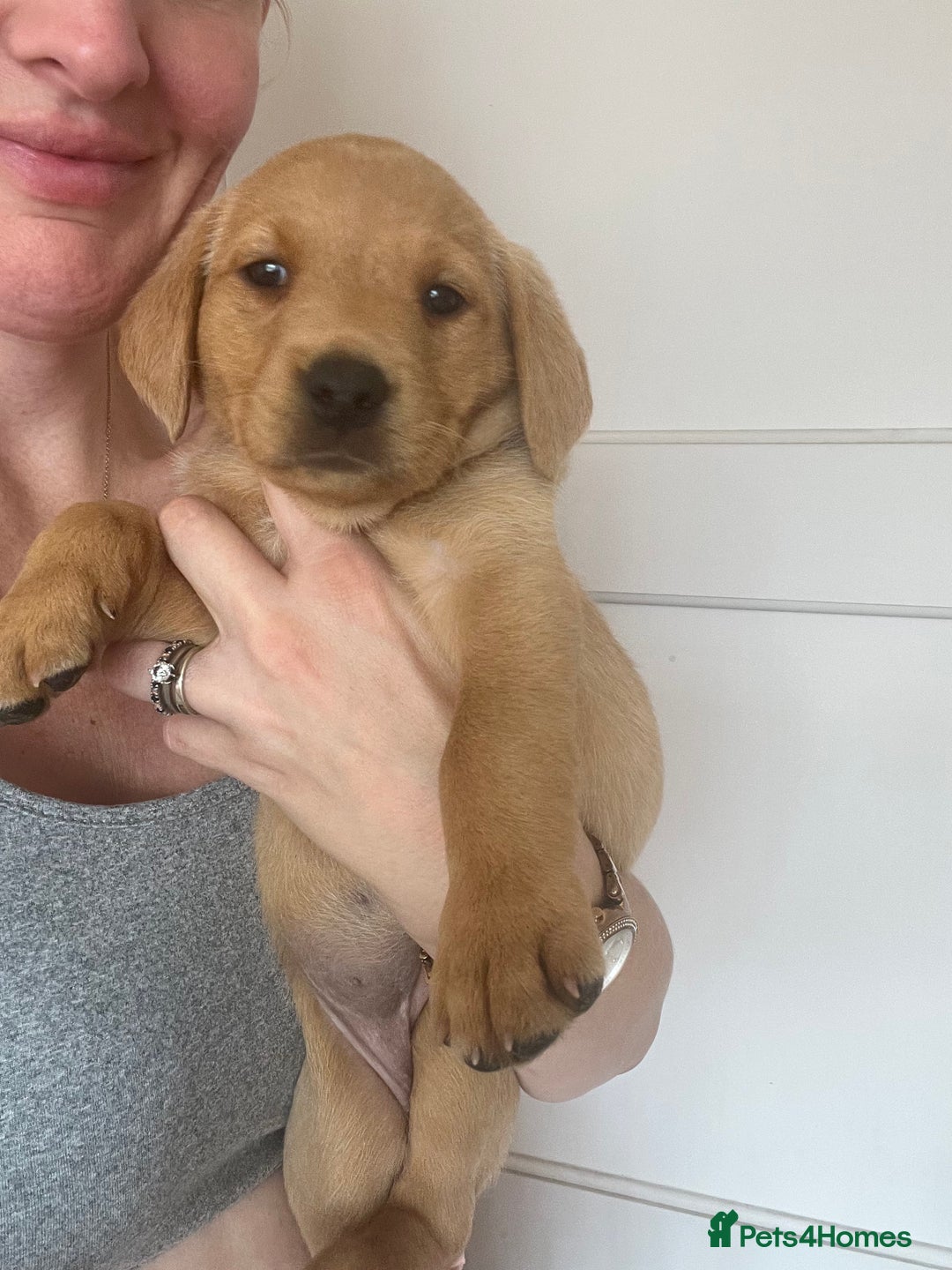 Labrador Retriever dogs for sale: Beautiful healthy puppies ready THIS WEEKEND - Image 2