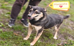 Mixed Breed dogs for adoption: 💖🐶 MARGOSHA 🐶💖 - Image 2