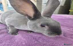 Rex rabbits for sale: 🐰🩵Stunning mini rex baby boy  - Image 4