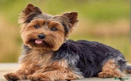 Mixed Breed dogs for sale: LOOKING PLEASE READ! - Image 3