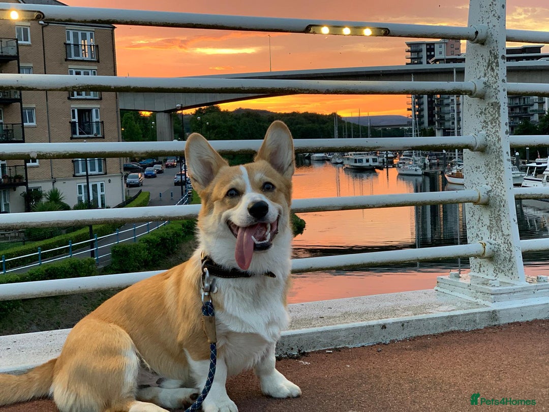 Welsh Corgi Pembroke dogs for sale: Show quality puppies - Image 17