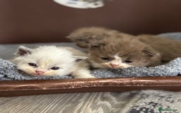 Ragdoll cats for sale: 3 beautiful ragdolls - Image 4