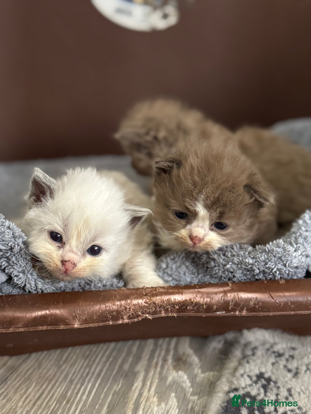 Ragdoll cats for sale: 3 beautiful ragdolls - Image 4