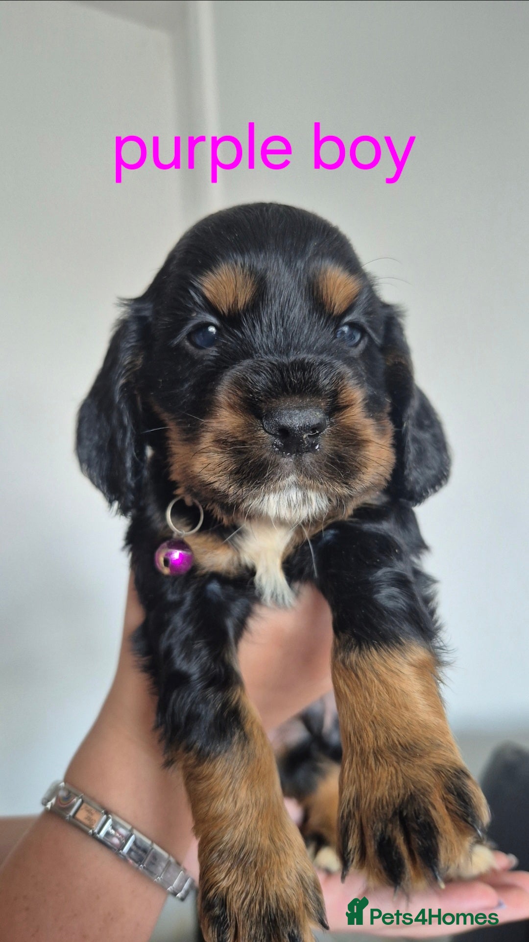 Cocker Spaniel dogs for sale: 5 beautiful cocker spaniels - Advert 1
