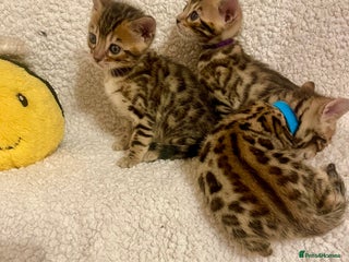 Bengal cats Beautiful Bengal Kittens - Advert 7