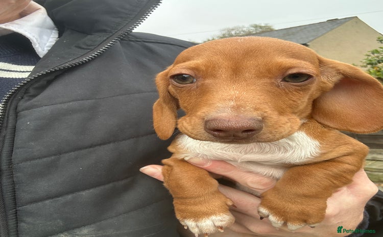 Miniature Dachshund dogs - Advert 9