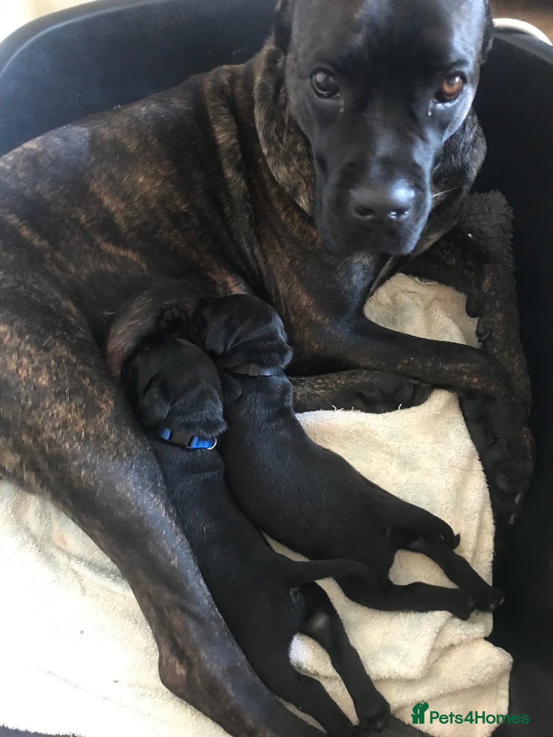 Cane Corso dogs for sale: ONE & ONLY UK LITTER DEL DYRIUM BLOOD LINES  🖤  - Advert 3