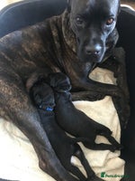 Cane Corso dogs ONE & ONLY UK LITTER DEL DYRIUM BLOOD LINES 🖤 - Advert 8