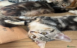 Maine Coon cats for sale: Adorable Kittens - Image 2