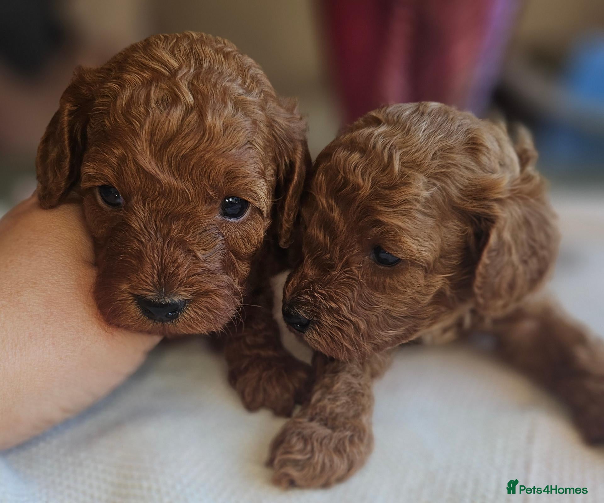 Cavapoo dogs Licensed breeder 2 girls, toy red cavapoo pups  - Advert 1
