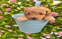 Maltipoo dogs for sale: 🐾 Adorable Maltipoo Puppies 🐾  - Image 2