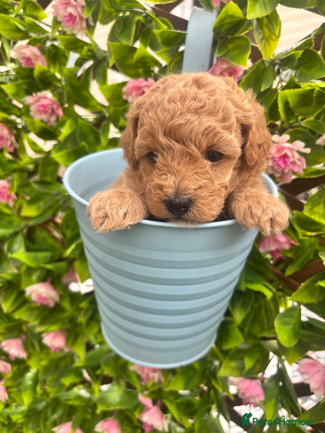 Maltipoo dogs for sale: 🐾 Adorable Maltipoo Puppies 🐾  - Image 2