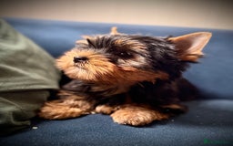 Yorkshire Terrier dogs for sale: KC registered champion blood puppies  - Image 7