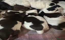 Sprocker dogs for sale: Beautiful sprockers  - Image 8