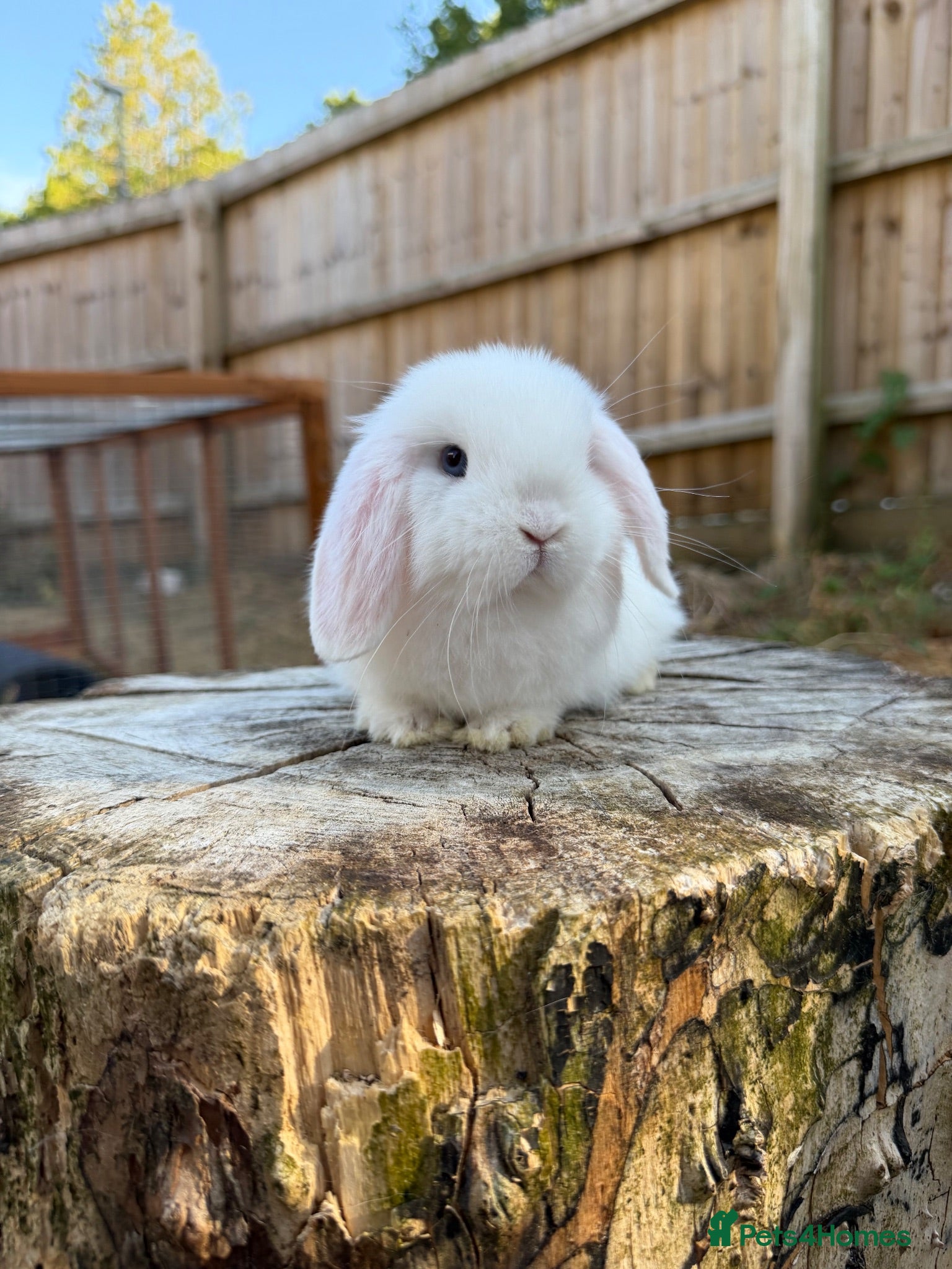 Mini Lop rabbits Mini lops  - Advert 1
