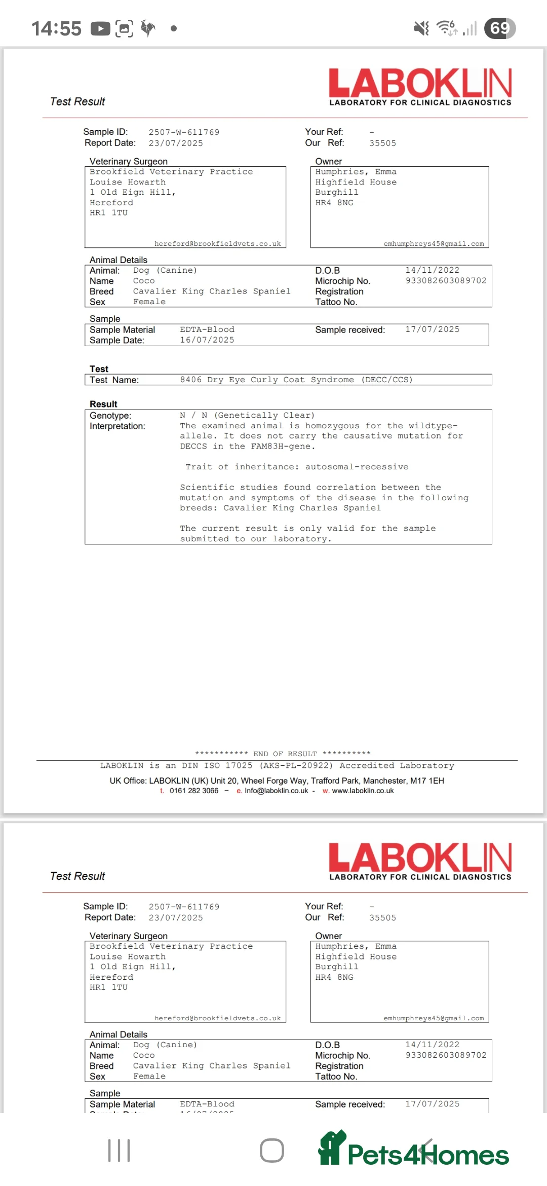 Cavalier King Charles Spaniel dogs for sale: Top quality Kc Reg CKC pups from champion lines - Advert 7