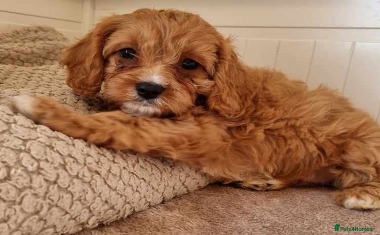 Cavapoo dogs - Advert 7