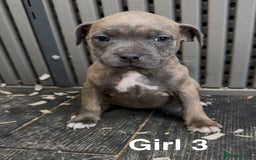 Staffordshire Bull Terrier dogs for sale: Stunning litter of Staffs - Image 10