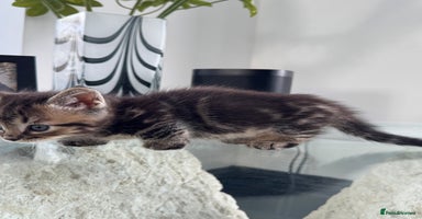 Munchkin cats - Advert 2