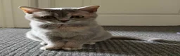 British Shorthair cats for sale: Two BSH sisters  in Skegness - Advert 4