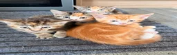 Mixed Breed cats for sale: Adorable Kittens Looking for Their Forever Homes - Advert 6
