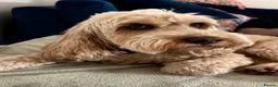 Cockapoo dogs for sale: Cockapoo, apricot, 6yrs - Advert 3