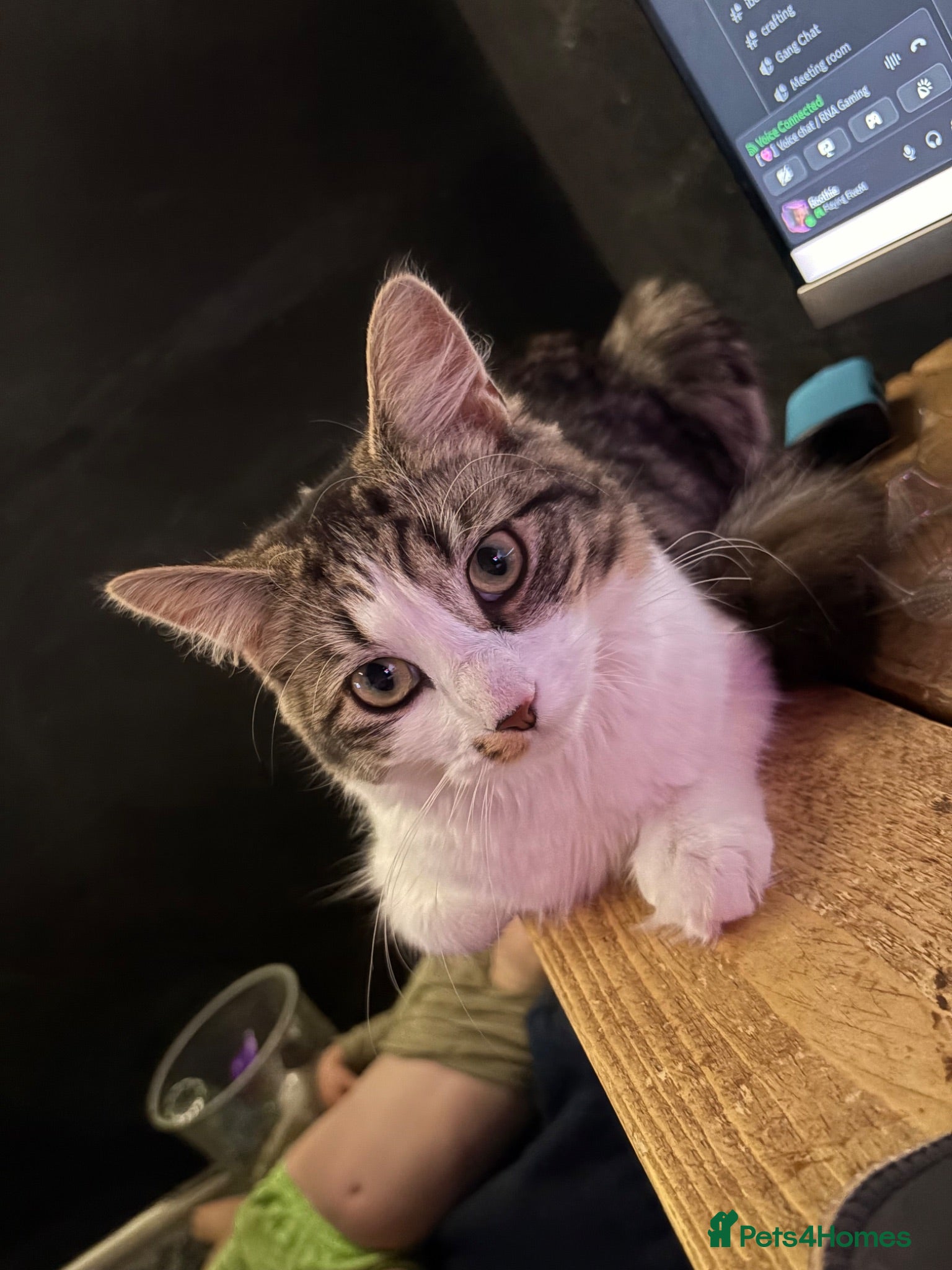 Mixed Breed cats Long haired female cat - Advert 15