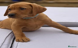 Labrador Retriever dogs for sale: KC REG RED FOX LABRADORS - ONLY 1 MALE LEFT  in Brockenhurst - Image 7