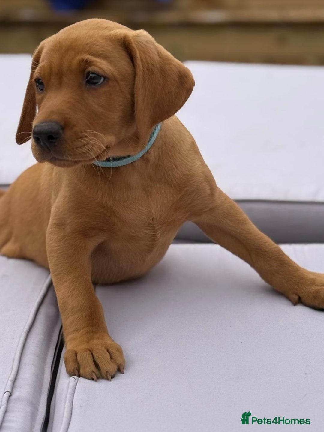 Labrador Retriever dogs for sale: KC REG RED FOX LABRADORS - ONLY 1 MALE LEFT  in Brockenhurst - Image 7