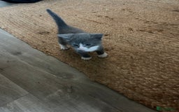 British Shorthair cats for sale: British blue  - Image 8