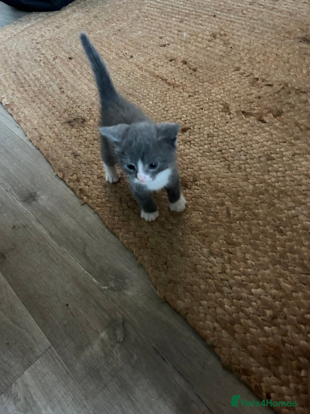 British Shorthair cats for sale: British blue  - Image 8