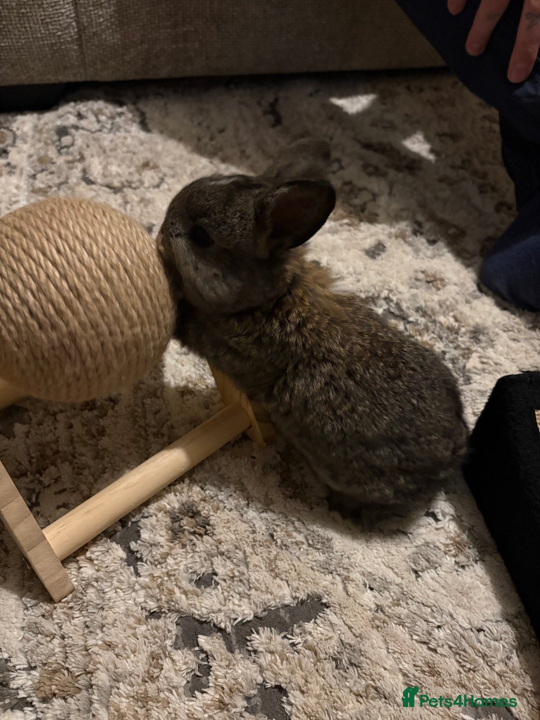 Mixed Breed rabbits for sale: 4X Mini Buns Netherland dwarf with French Lop - Advert 12
