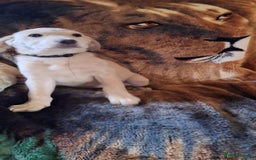 Labrador Retriever dogs for sale: labrador puppys in Lowestoft - Image 7