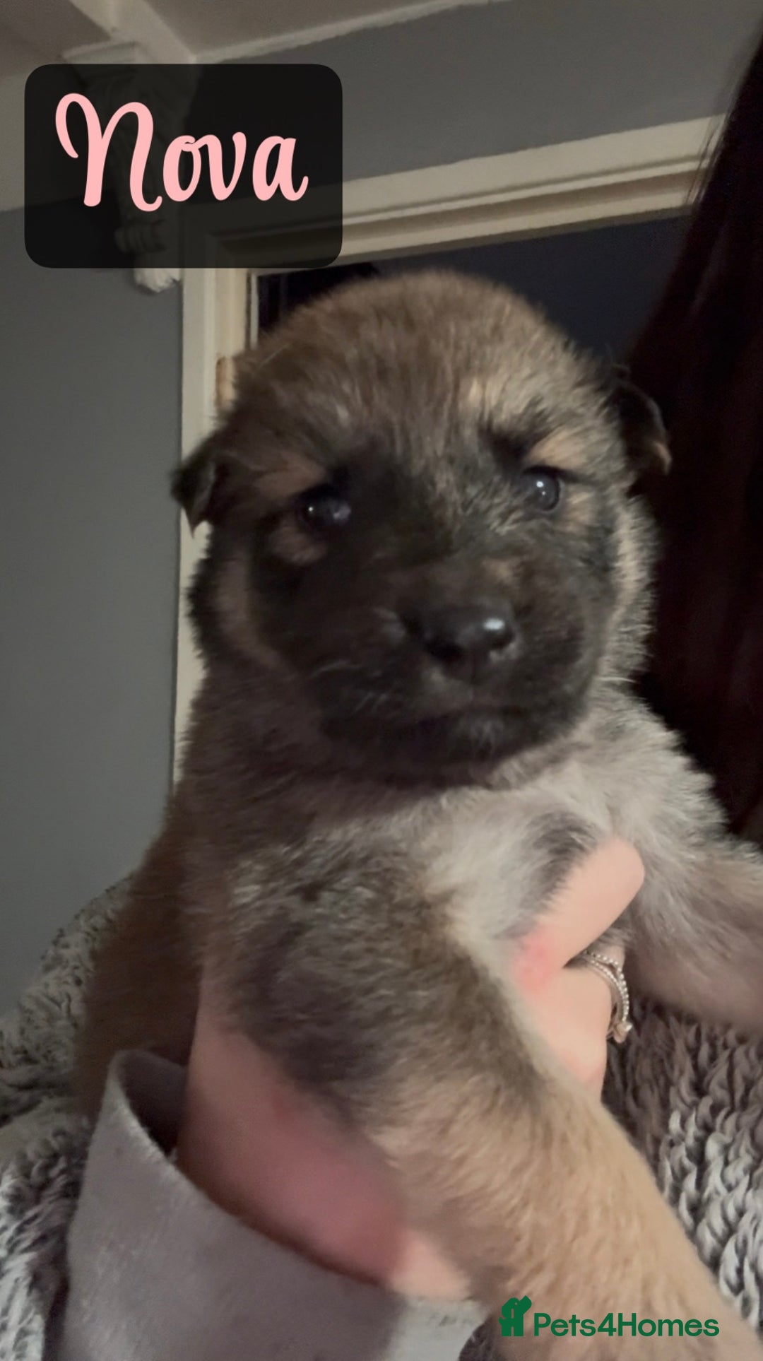 Shepsky dogs for sale: 9 beautiful Shepsky puppies in Doncaster - Advert 23