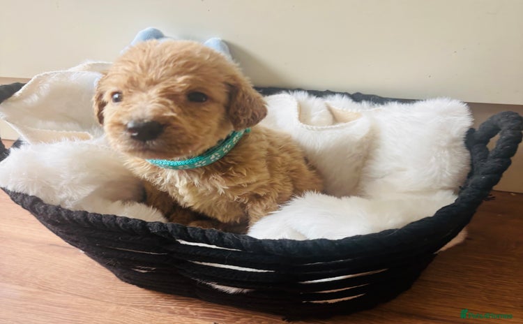 Labradoodle dogs - Advert 2