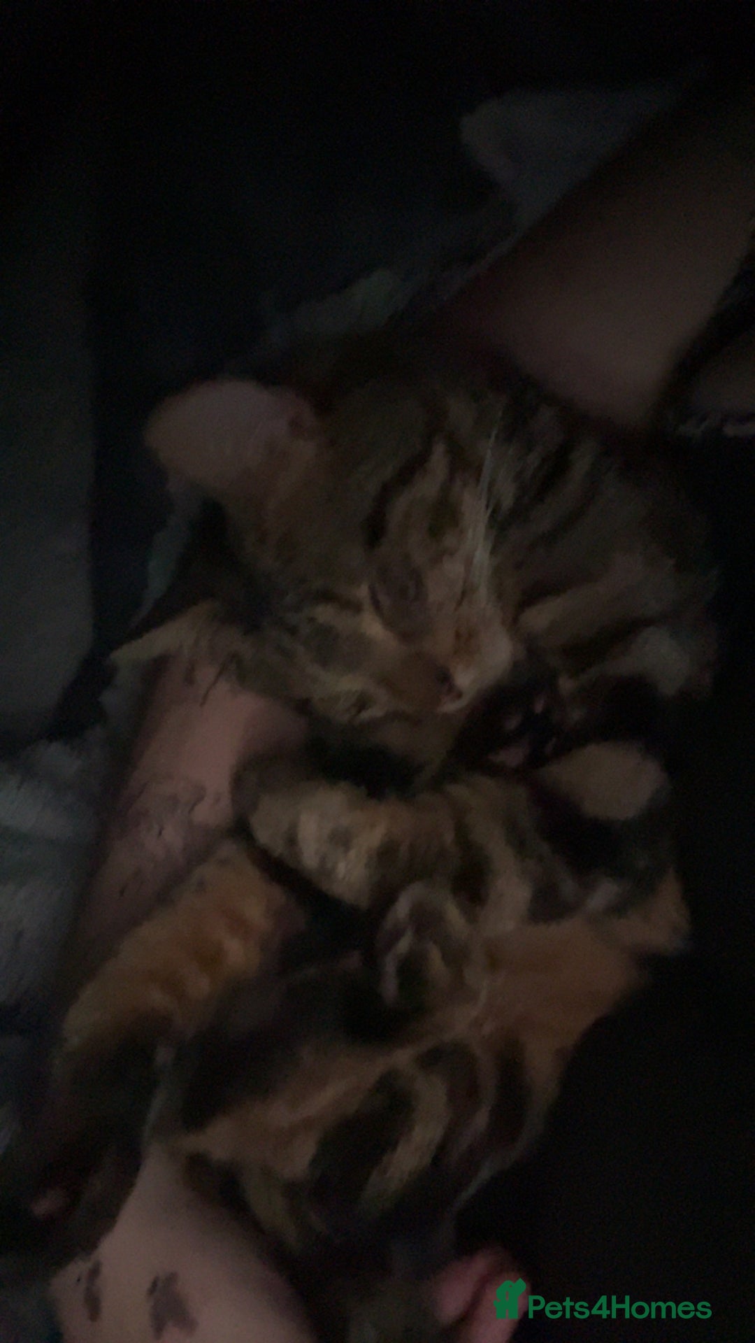 Mixed Breed cats for sale: 16 months old tabby boy asap - Advert 2