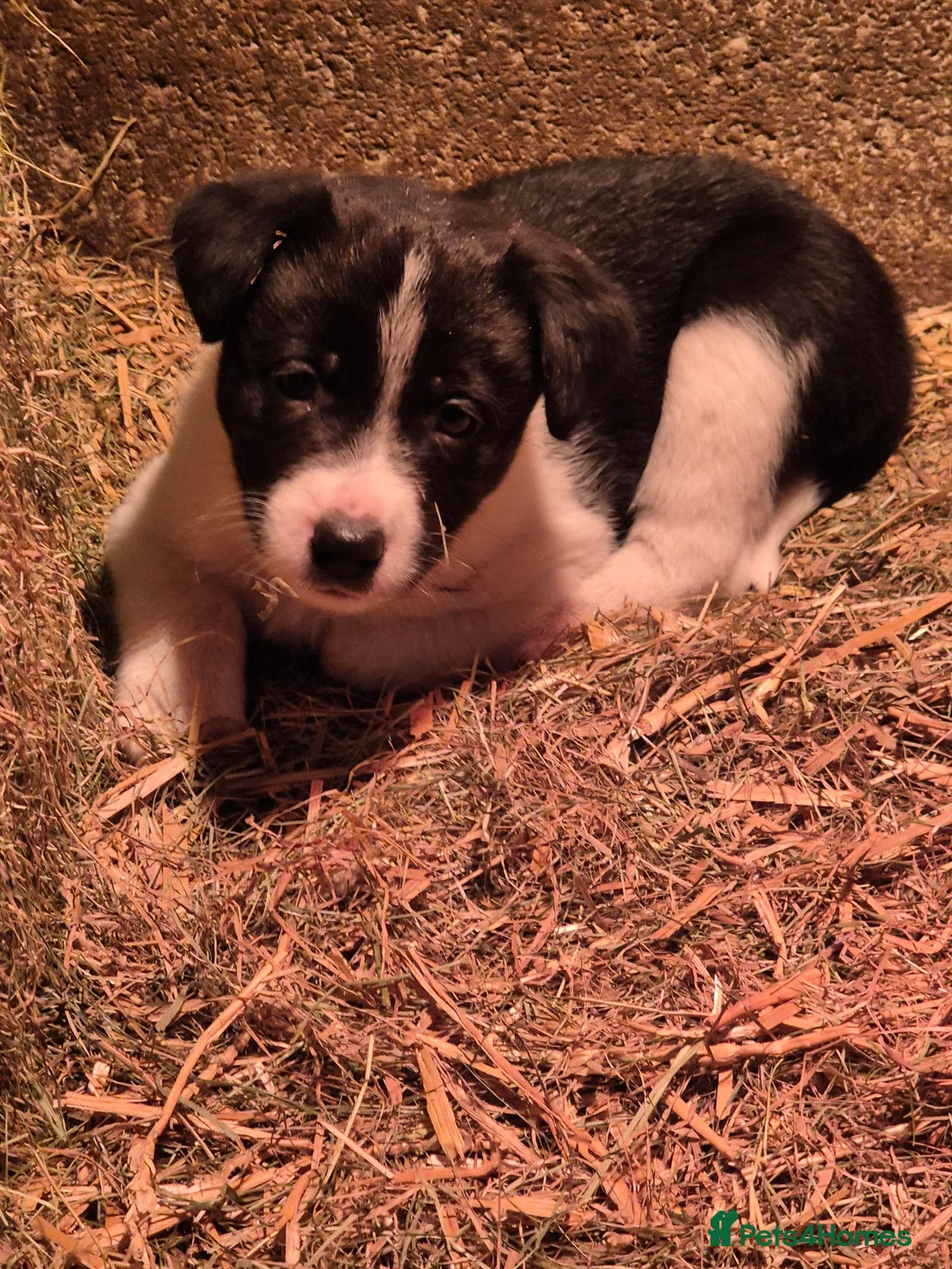 Border Collie dogs for sale: Border Collie Pups - Advert 4