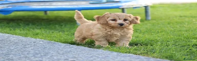 Cavapoochon 3