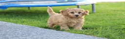Cavapoochon dogs for sale: CAVAPOOCHON PUPPIES FOR SALE - Advert 25