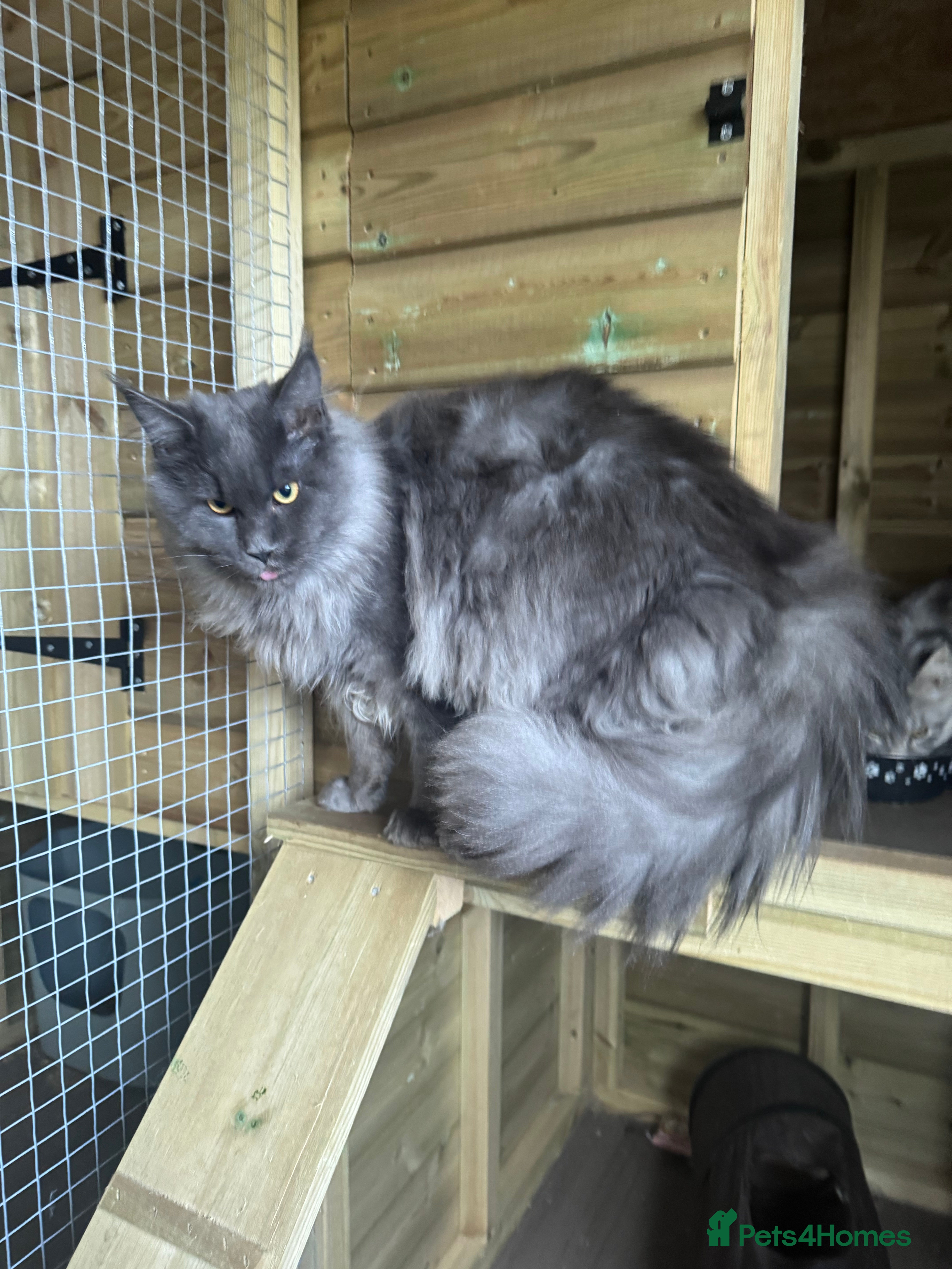 Maine Coon cats Gccf blue smoke male - Advert 2