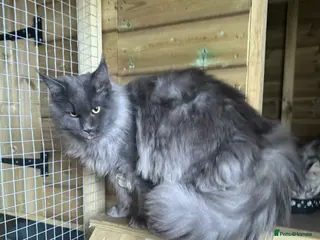 Maine Coon cats Gccf blue smoke male - Advert 2