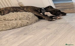 Staffordshire Bull Terrier dogs for sale: 3 yr old beautiful brindle staffy female - Image 6