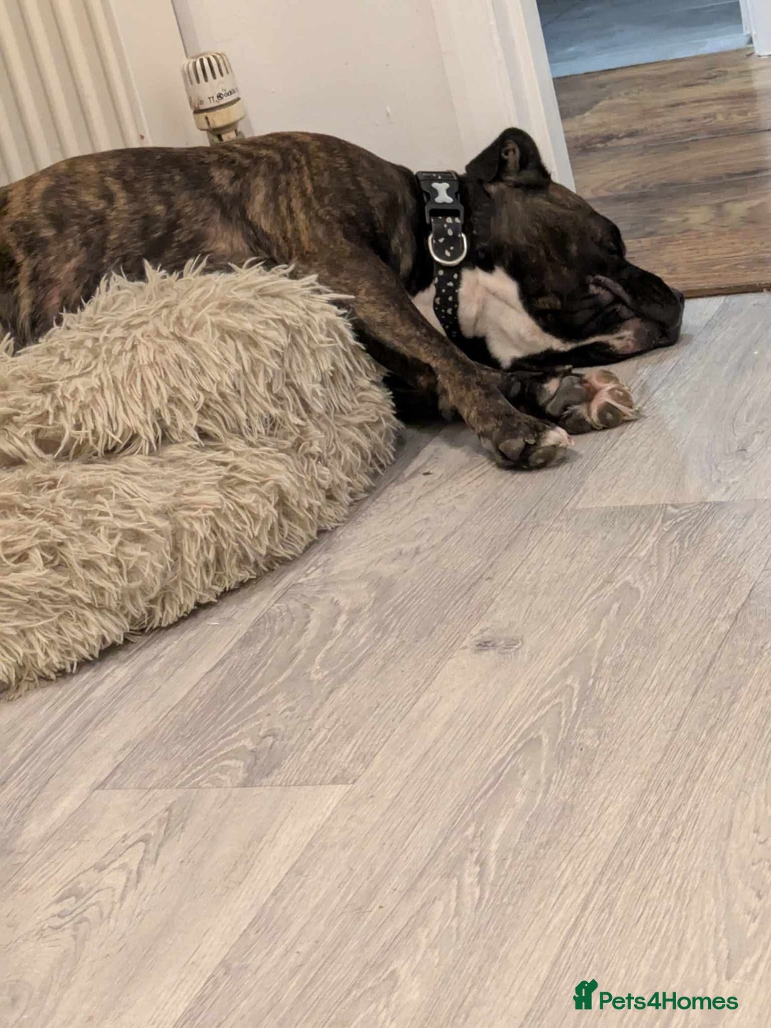 Staffordshire Bull Terrier dogs for sale: 3 yr old beautiful brindle staffy female - Image 6
