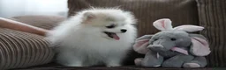 Pomeranian dogs for sale: Sweet little pups  - Advert 9